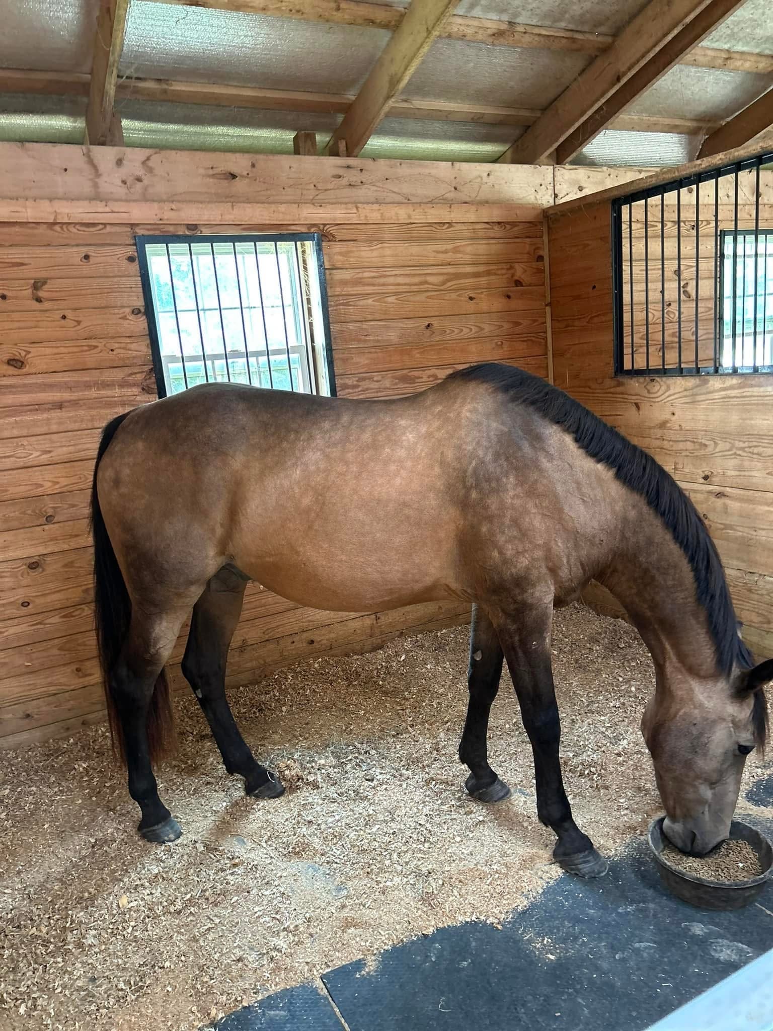 Retirement Boarding in Lanexa, VA - Image 4
